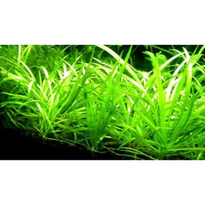 May include: A close-up shot of bright green aquatic plants. The plants have long, slender leaves and are densely packed together. The vivid green colour indicates healthy growth, ideal for an aquarium or aquatic setting. The image shows a natural, thriving environment.