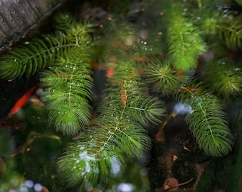 Lincspplants Ceratophyllum (Hornwort) Oxygenating Pond Plant - Native Oxygenator