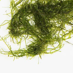 May include: Detailed image of bright green moss, showcasing fine, thread-like strands. The moss is clustered in places, with thinner, more spread-out tendrils reaching out. The backdrop is a plain white, accentuating the natural texture and colour of the moss.