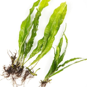May include: A collection of green aquatic plants with long, undulating leaves and visible root systems. The plants are displayed against a white backdrop, highlighting their vivid colour and texture. The roots are a dark brown.