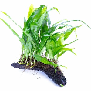 May include: A bright green aquatic plant with long, slender leaves, attached to a dark brown piece of driftwood. The plant has a lush appearance, with multiple leaves emerging from the base. Ideal for aquarium decor.