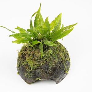 May include: A Kokedama, a Japanese moss ball, with bright green ferns and moss. The plant sits in a dark, spherical base, creating a natural and decorative element. The bright green foliage contrasts with the darker base, a unique plant display.