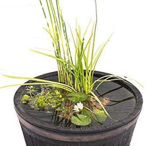 May include: A dark brown wooden barrel planter, approximately 40 cm in diameter, filled with water and aquatic plants. It features a white water lily, green lily pads, and tall green grass. A single purple flower blooms above the water.