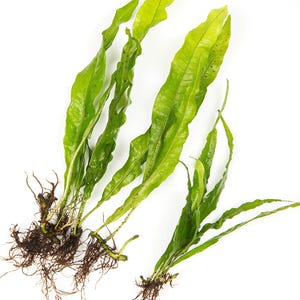 Java Fern Microsorium pteropus x 10 Live Aquarium