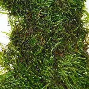 May include: A close-up shot of bright green aquatic moss. The moss has a dense, textured appearance, with fine, thread-like strands. The image is well-lit, highlighting the natural colour and detail of the plant.