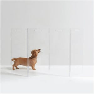 May include: A small, tan dachshund stands inside a clear, folding pet barrier. The barrier is made of transparent panels with small rectangular cutouts at the top. The dog looks upwards, with a white background.
