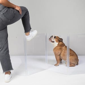 May include: A clear, folding pet barrier with a brown and white English bulldog sitting behind it. A person's legs and feet are visible, stepping over the barrier. The barrier is made of clear plastic and is designed to contain pets.