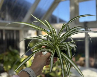 4" Spider Plant: White & Green Striped Leaves, Pet-Safe