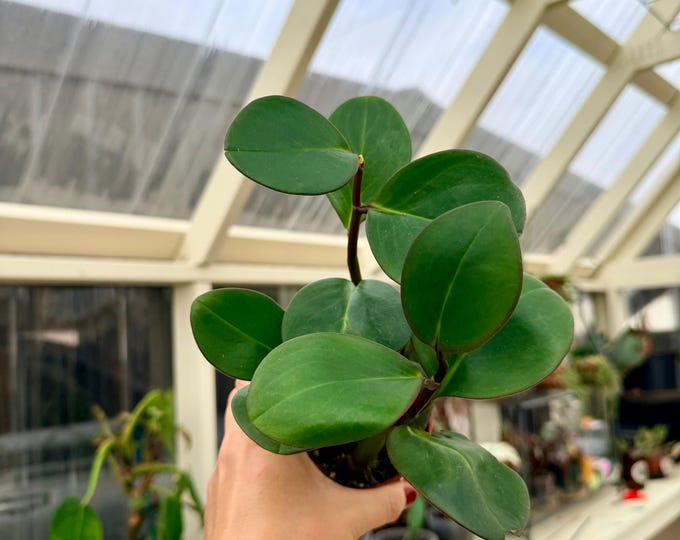Featured listing image: 4" Peperomia Red Edge (Peperomia Clusiifolia)