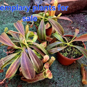 Può includere: Diverse piante carnivore in vaso con foglie verdi e viola e trappole a forma di brocca. Le piante sono in piccoli vasi marroni, su uno sfondo verde e marrone. Il testo nell'immagine recita "exemplary plants for sale."