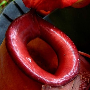 Puede incluir: Primer plano de una vibrante planta carnívora roja, con forma tubular y textura acanalada. La planta tiene una boca grande y abierta y una prominente capucha roja. El texto "Bloody Mary" se muestra en la parte superior.