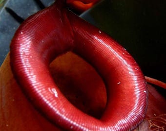 Nepenthes - 5x pitcher plant - mix of common hybrides - Bloody Mary, Bill, Gaya, Sam, Gentle - live young plant  - carnivorous plants