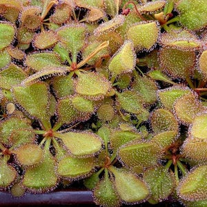 May include: Close-up of a carnivorous plant with numerous green, oval-shaped leaves covered in tiny, glistening droplets. The leaves have reddish-purple edges and are clustered together, creating a textured, natural pattern. The plant is a sundew.