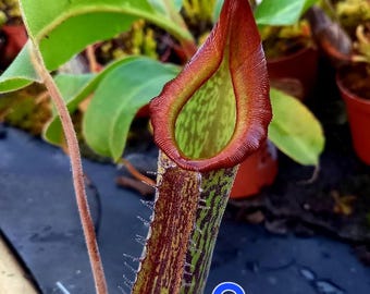 Nepenthes fusca x maxima - Nepenthes x Gentle - rare pitcher plant - live young plant  - carnivorous plant - Nepenthes hybrid