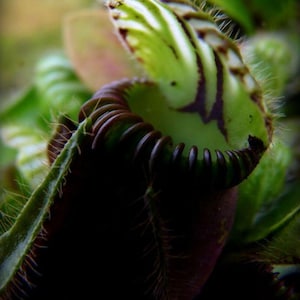 Könnte beinhalten: Nahaufnahme einer fleischfressenden Pflanze. Der dunkle, geriffelte Rand der Pflanze bildet einen Kontrast zu den grün-weiß gestreiften Deckeln. Der unscharfe Hintergrund lenkt die Aufmerksamkeit auf die Details der Pflanze.