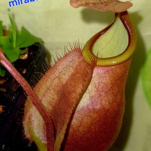 Pode incluir: Close-up de uma planta carnívora, um híbrido de Nepenthes, com um jarro castanho-avermelhado e um interior amarelo-esverdeado. A planta tem uma forma única com uma tampa e uma armadilha para insetos. O texto "(rafflesiana x mirabilis)x Viking" é visível.
