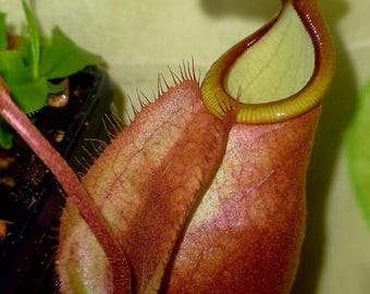 Nepenthes rafflesiana x mirabilis x Viking - seltene Kannenpflanze - lebende Jungpflanze tropisch - fleischfressende Pflanze