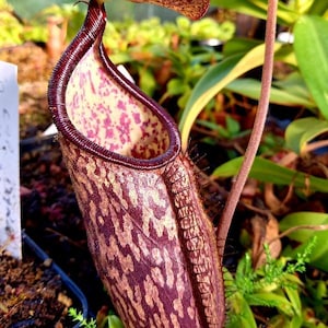 Può includere: Primo piano di una pianta carnivora Nepenthes x macfarlanei. La pianta ha un esterno marrone e beige a motivi con un bordo bordeaux scuro. L'interno è maculato di rosa e bianco. Circondata da fogliame verde.