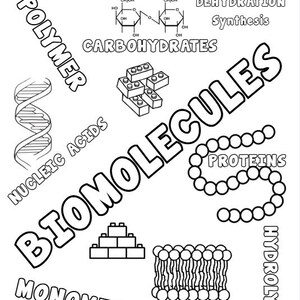 Könnte beinhalten: Schwarz-Weiß-Illustration mit dem Titel "Building Blocks of Life" mit dem Wort "Biomoleküle" und Diagrammen von Molekülen, einschließlich DNA, Proteinen und Lipiden. Weitere Begriffe sind "Polymer", "Monomer" und "Kohlenhydrate".