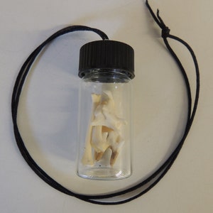 Vintage Glass Vile Oddity Necklace With Loose Bones and Teeth