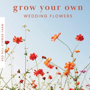May include: A field of vibrant orange and red cosmos flowers against a light blue sky. The image features the text "grow your own WEDDING FLOWERS" in a serif font. The words "RED HILL FLOWER FARM" are printed vertically on the left.