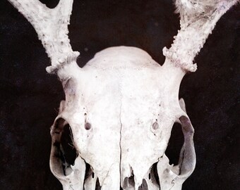 The Deep Space Skull | Dark Art Photography Print | Macabre Skeleton Wall Art | Spooky Home Decor