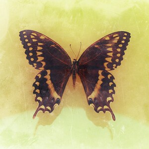 The Butterfly | Macabre Dark Art Photography Print | Spooky Home Decor | Old Vintage Photo | Halloween Wall Art
