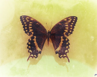 The Butterfly | Color Photography Print | Dark Art | Macabre Wall Art