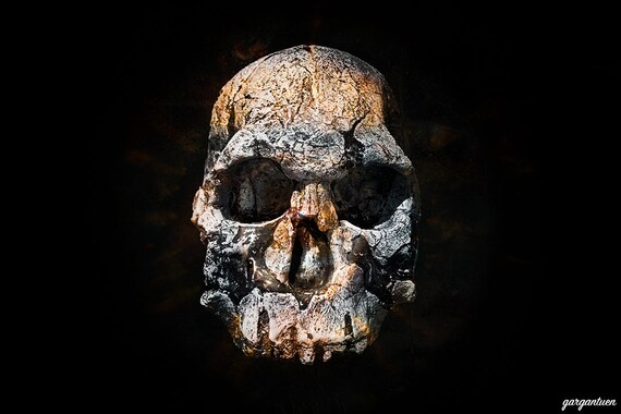 Early Ancestor Human Skull Photography Print Wall Art Etsy