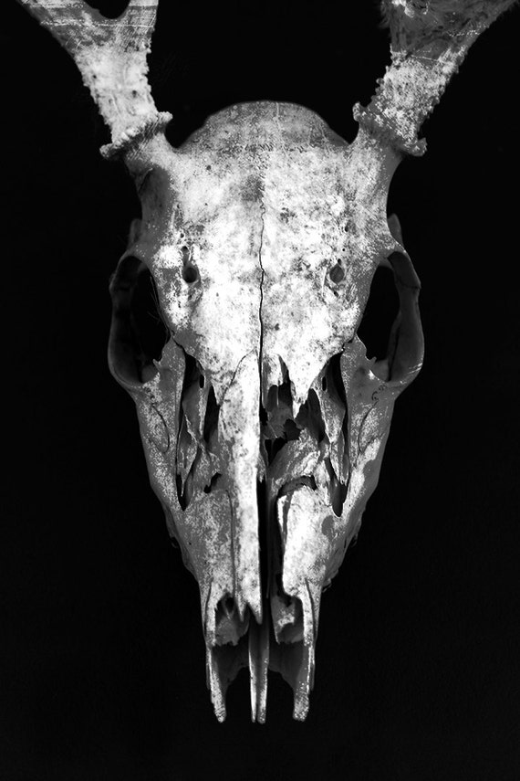 Deer Skull Skeleton Dark Art Photography Print Wall Art - Etsy