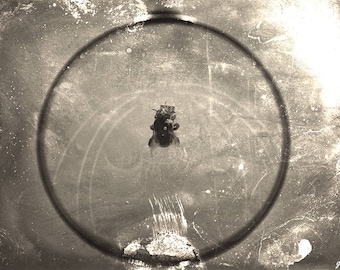 Macabre Fly Photography Print | Dark Art Halloween Spooky Decor