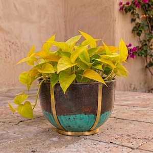 May include: A round metal planter with a hammered dark brown upper section and a vibrant turquoise lower section, accented by vertical brass-coloured metal strips and a circular base, containing a bright neon yellow-green pothos plant.