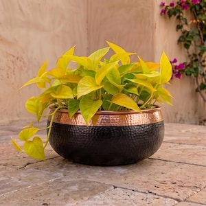 Puede incluir: Una maceta redonda de metal martillado con un diseño bicolor que presenta una sección inferior negra mate y un borde superior de cobre pulido. Una planta pothos de color amarillo neón con hojas en forma de corazón crece en el recipiente.