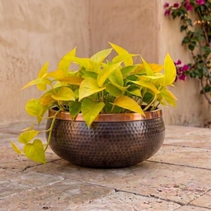 May include: A round, hammered dark bronze metal planter with a smooth copper-toned rim. The planter contains a vibrant neon yellow and green pothos plant with heart-shaped leaves that spill over the sides of the metallic bowl.