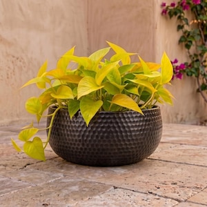 Puede incluir: Una vibrante planta potos de color amarillo neón con hojas en forma de corazón, plantada en una maceta redonda de color negro mate con una superficie texturizada y martillada. La planta se asienta baja en el recipiente con forma de cuenco.