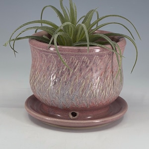 May include: A round, mauve-colored ceramic planter with a textured, wavy surface pattern and a matching saucer base. The planter features a small drainage hole near the bottom and contains a green air plant with long, thin, pointed leaves.