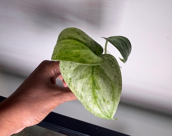 14: Scinadapsus Peasun