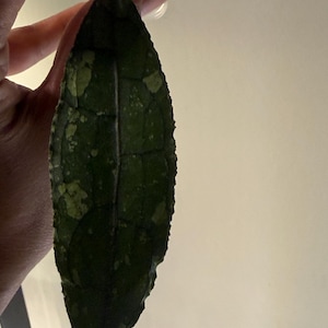 May include: A single elongated, lanceolate leaf with a dark green base color and prominent, lighter green variegated patches. The leaf surface displays a distinct, raised network of veins and a textured, slightly bumpy edge along the perimeter.