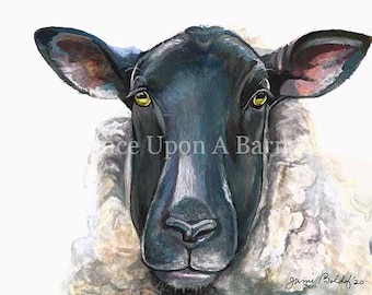 Black Faced Sheep