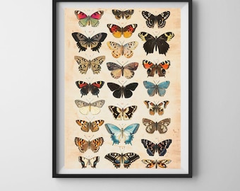 Vintage Butterfly Illustration Printable | Antique Natural History Digital Download