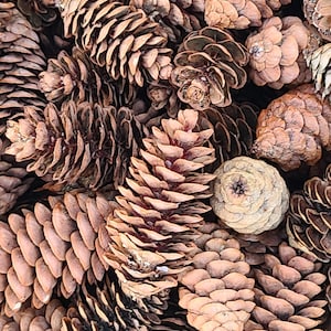 May include: A close-up of a collection of brown pine cones. The cones are arranged in a random pattern, with some overlapping others. The cones are all different sizes and shapes, but they are all a similar shade of brown.