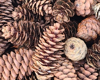 50 Black Spruce Pinecones, Natural Crafting Supply, Rustic Decor (1.5-2.5 inch)