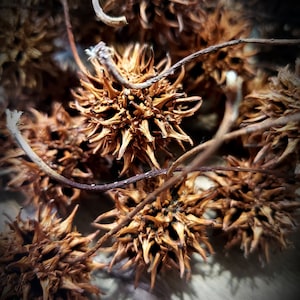 May include: A close-up of a group of dried brown spiky seed pods. The pods are arranged in a random pattern and have a rough, textured surface.