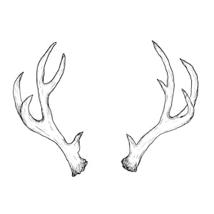 Puede incluir: Ilustración en blanco y negro de dos cornamentas de ciervo. Las cornamentas están dibujadas con un estilo de boceto, mostrando su forma y textura natural sobre un fondo blanco. Ideal para decoración rústica o temática de la naturaleza.