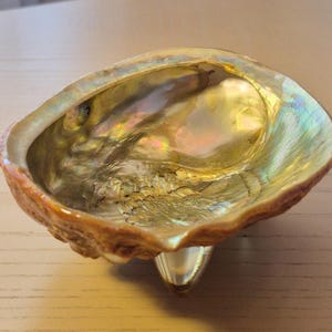 May include: Abalone shell with iridescent interior, displaying a spectrum of colors including gold, green, and pink. The shell has a textured, brown exterior and is elevated by a clear, teardrop-shaped foot. A natural decorative item.