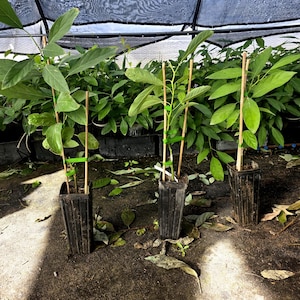 May include: Three young avocado plants in black plastic pots, each supported by a bamboo stake. The plants have vibrant green leaves and are set against a backdrop of other plants under a shaded structure. The ground is covered with fallen leaves.