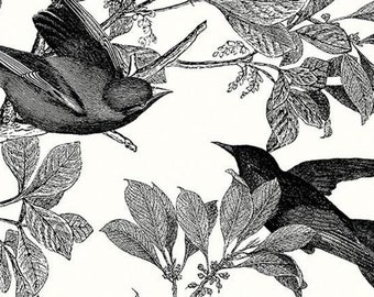 Classic Caskata Birds Black * - LAMINATED Cotton Fabric - Riley Blake