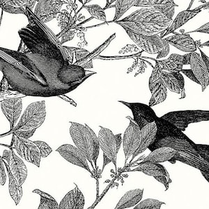 Classic Caskata Birds Black * - LAMINATED Cotton Fabric - Riley Blake