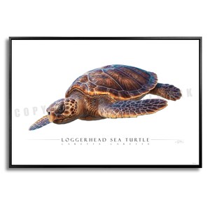 Puede incluir: Una impresión enmarcada que presenta una tortuga boba, con detalles realistas. El caparazón de la tortuga muestra tonos marrones y beige, con una apariencia texturizada. La obra de arte está sobre un fondo blanco.