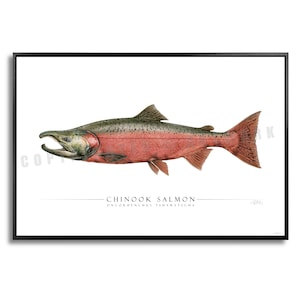 Puede incluir: Una impresión enmarcada con una ilustración detallada de un salmón Chinook. El pez está representado en tonos de rojo, rosa y verde, con el texto "Chinook Salmon" y el nombre científico debajo. La obra de arte está sobre un fondo blanco.